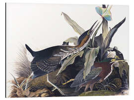 Magnettafel Grüner Reiher