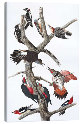 Canvas print Woodpeckers