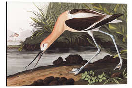 Aluminiumtavla American avocet