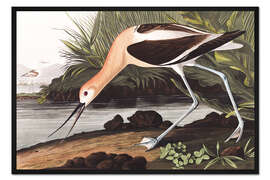 Gerahmter Kunstdruck Amerikanischer Säbelschnäbler