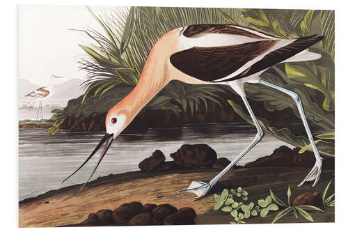 PVC print American avocet