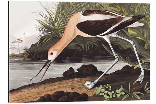 Galleritryk American avocet