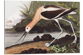 Gallery print American avocet