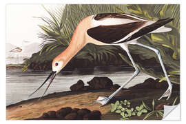 Selvklebende plakat American avocet