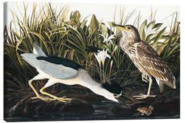 Obraz na płótnie  Ślepowron zwyczajny - John James Audubon