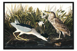 Gerahmter Kunstdruck Nachtreiher