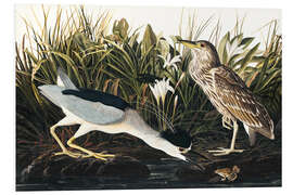 Foam board print Night heron