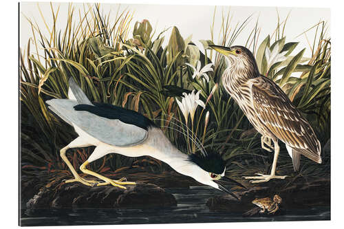 Gallery print Night heron