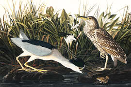 Magnettafel Nachtreiher