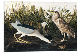 Magnettafel Nachtreiher