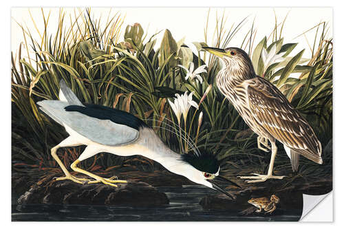 Selvklebende plakat Night heron