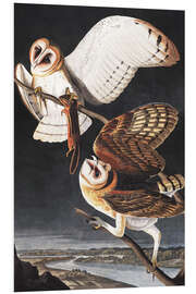 Foam board print Barn owl