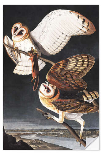 Selvklebende plakat Barn owl