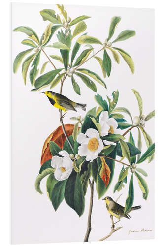 Foam board print Yellow-fronted Warbler