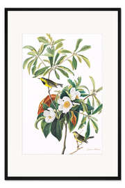 Gerahmter Kunstdruck Gelbstirn-Waldsänger