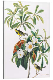 Magnettafel Gelbstirn-Waldsänger