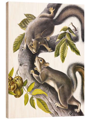 Trebilde Squirrel