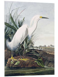 Foam board print Snow Heron or White Ridge