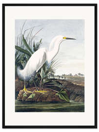 Gerahmter Kunstdruck Schneereiher oder Weißer Egrat