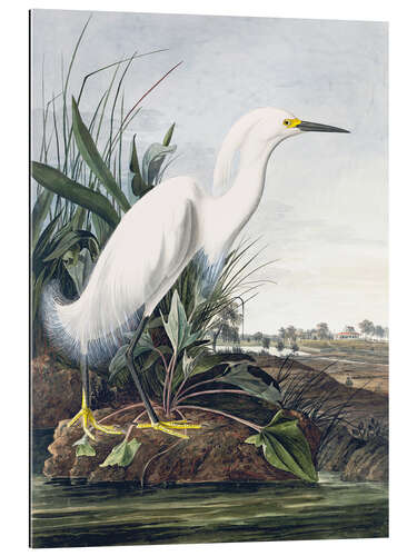 Gallery print Snow Heron or White Ridge