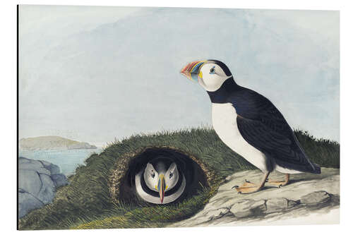 Aluminium print Atlantic puffin