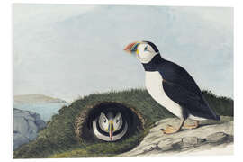 Foam board print Atlantic puffin