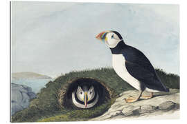 Galleritryk Atlantic puffin