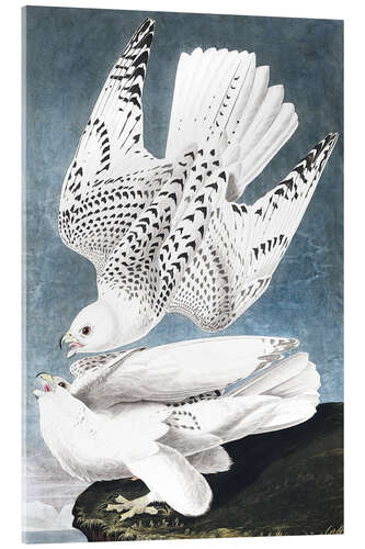 Acrylic print Gyrfalcon