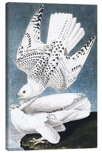 Canvas print Gyrfalcon