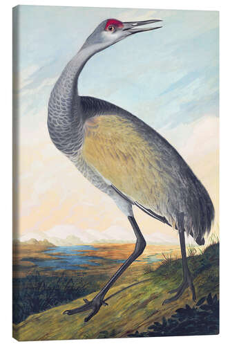 Canvas print Canada crane