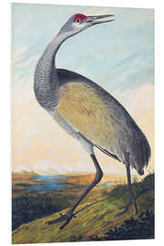 Foam board print Canada crane