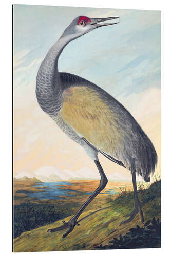 Galleritryk Canada crane