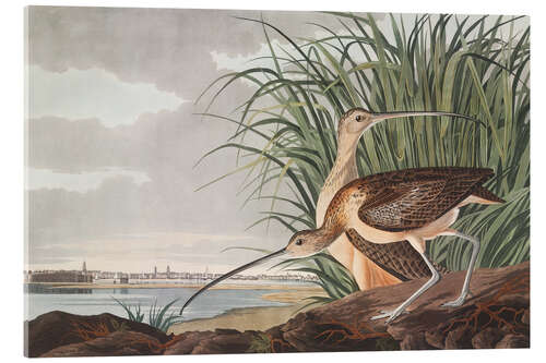Acrylglas print Long-billed curlew