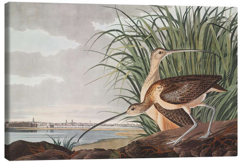 Canvas-taulu Long-billed curlew