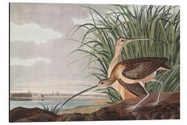 Magnettafel Isabellbrachvogel