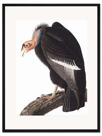 Gerahmter Kunstdruck Kalifornischer Kondor