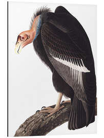 Magnettafel Kalifornischer Kondor