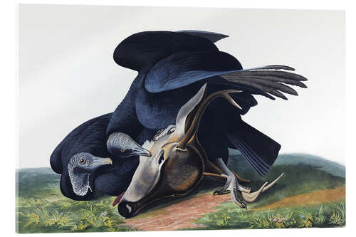 Acrylic print Black vulture