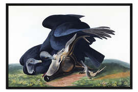 Gerahmter Kunstdruck Mönchsgeier