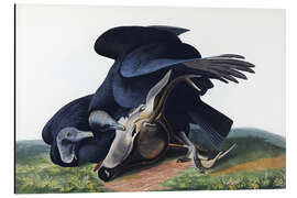 Magnettafel Mönchsgeier