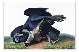 Poster  Black vulture - John James Audubon