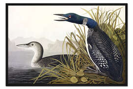 Gerahmter Kunstdruck Eistaucher