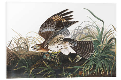 Foam board print Red-shouldered falcon and prey