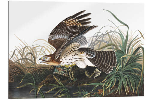 Galleriprint Red-shouldered falcon and prey