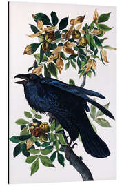 Magnettafel Kolkrabe