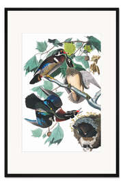 Gerahmter Kunstdruck Brautente