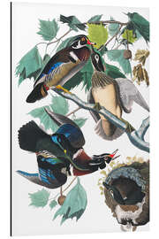 Magnettafel Brautente