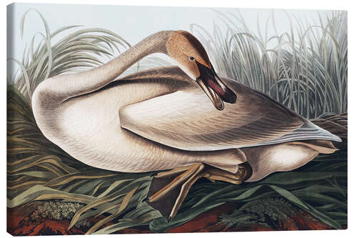 Canvas print Trumpeter swan in the nest