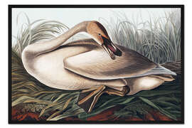 Gerahmter Kunstdruck Trompeterschwan im Nest