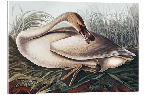 Gallery print Trumpeter swan in the nest